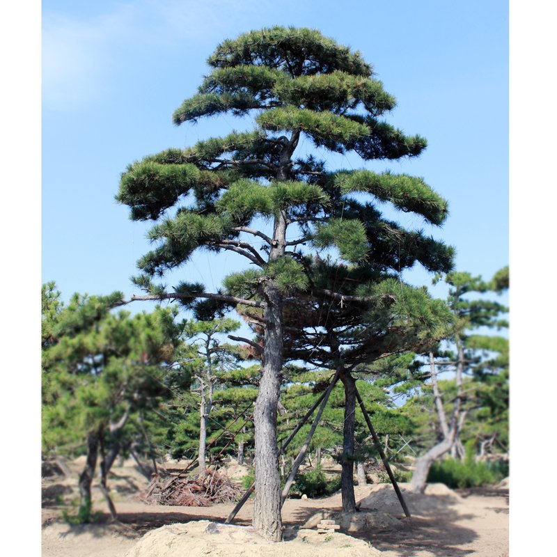 各种规格造型松泰山迎客松黑松油松