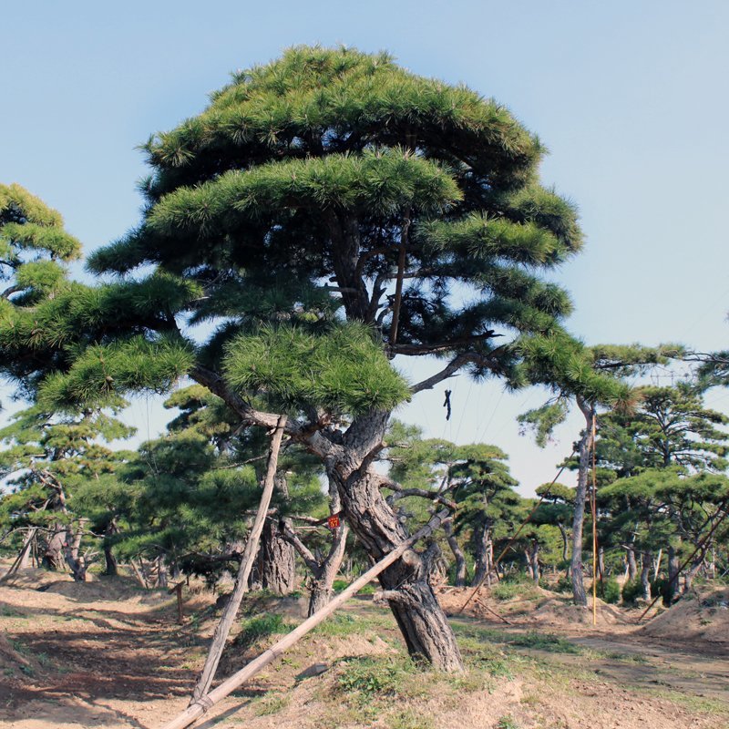各种规格造型松泰山迎客松黑松油松