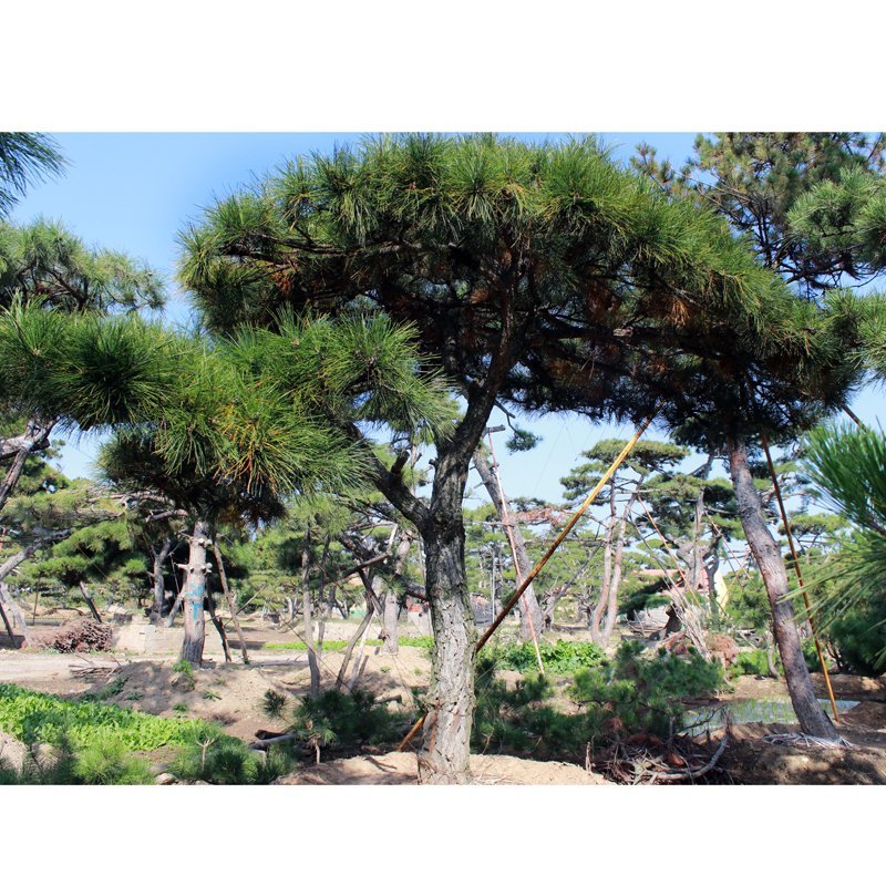 各种规格造型松泰山迎客松黑松油松