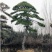 泰山黑松各种规格造型油松