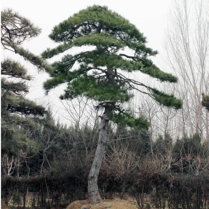 泰山黑松各种规格造型油松