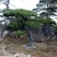 泰山黑松各种规格造型油松