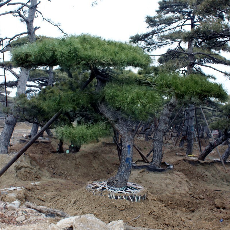 泰山黑松各种规格造型油松