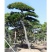 泰山黑松各种规格造型油松