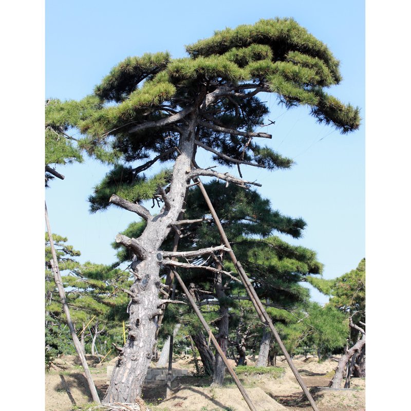 泰山黑松各种规格造型油松