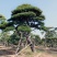 泰山黑松各种规格造型油松