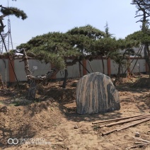 泰山黑松各种规格造型油松