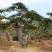 造型黑松油松各种绿化苗木