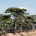 造型黑松油松各种绿化苗木