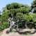 造型黑松油松各种绿化苗木