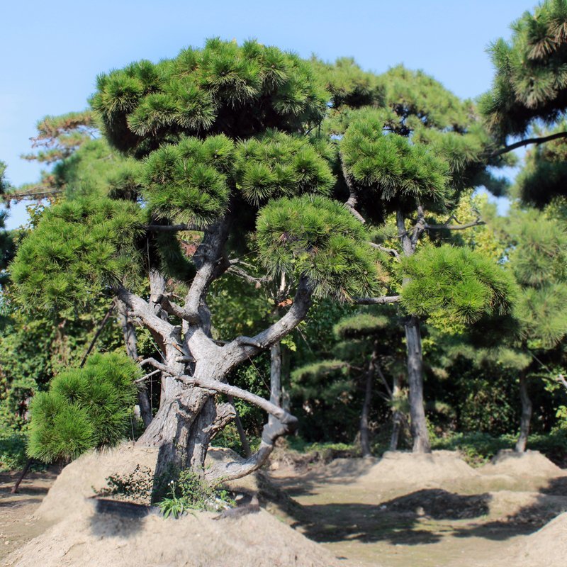 造型黑松油松各种绿化苗木