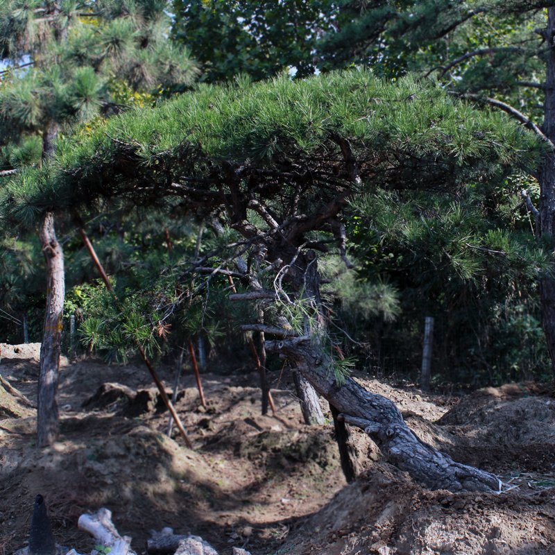 造型黑松油松各种绿化苗木