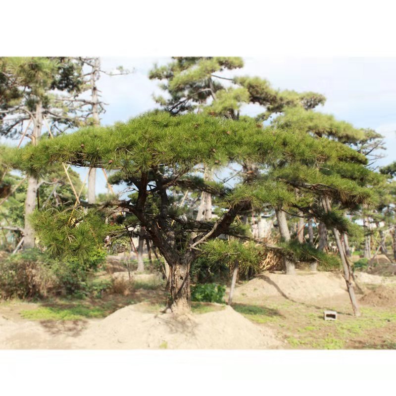 常年供应造型黑松油松，现场选货，一树一价