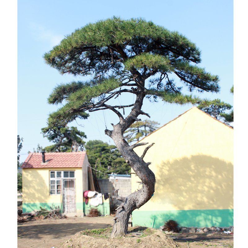 常年供应造型黑松油松，现场选货，一树一价