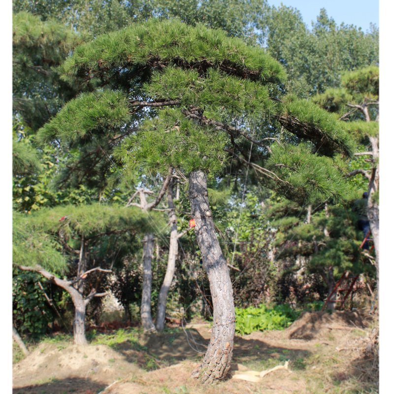 常年供应造型黑松油松，现场选货，一树一价