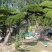 常年供应造型黑松油松，现场选货，一树一价
