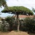 常年供应造型黑松油松，现场选货，一树一价