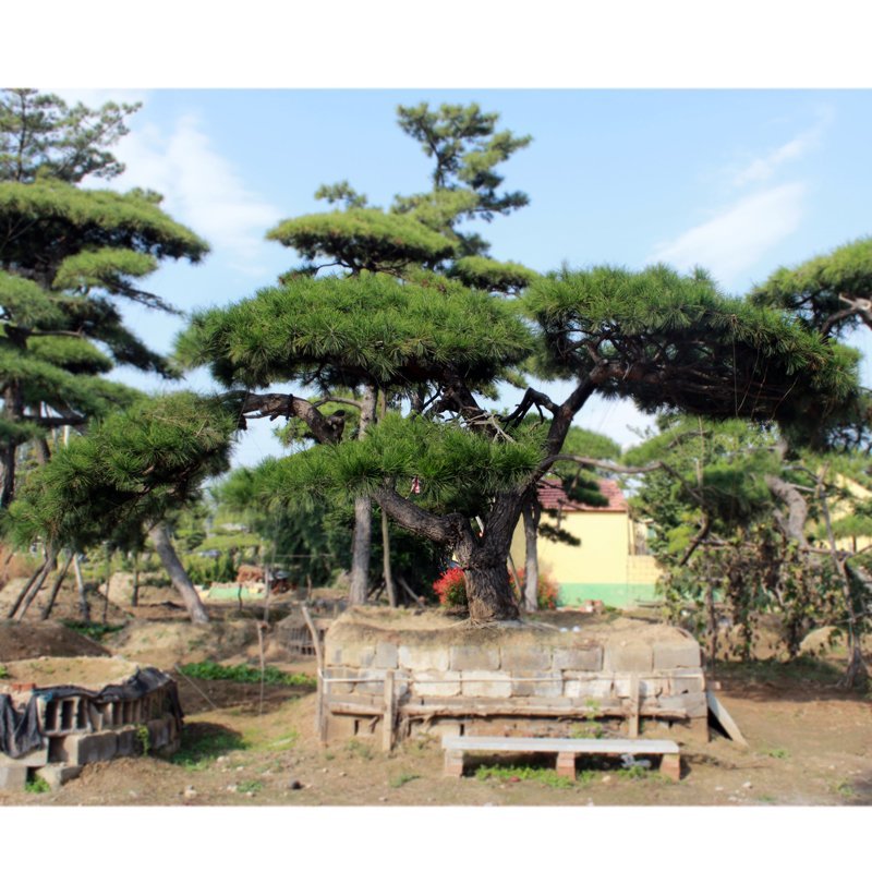 常年供应造型黑松油松，现场选货，一树一价
