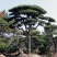 常年供应造型黑松油松，现场选货，一树一价