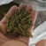 黄金芽，白茶，绿茶