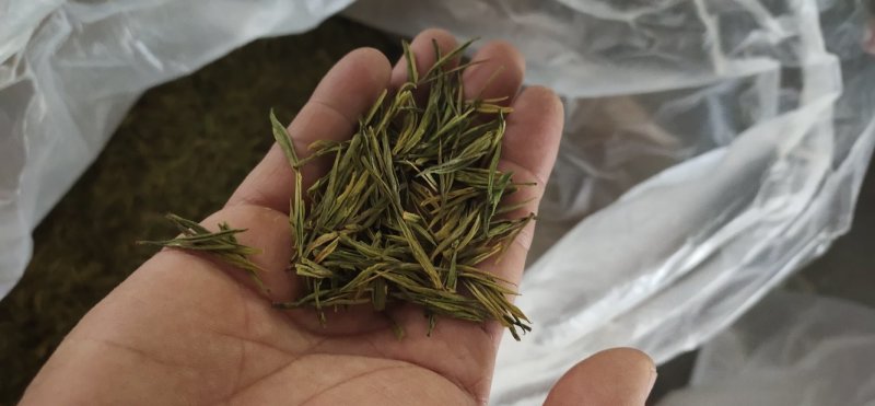 黄金芽，白茶，绿茶
