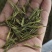 黄金芽，白茶，绿茶