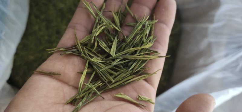黄金芽，白茶，绿茶