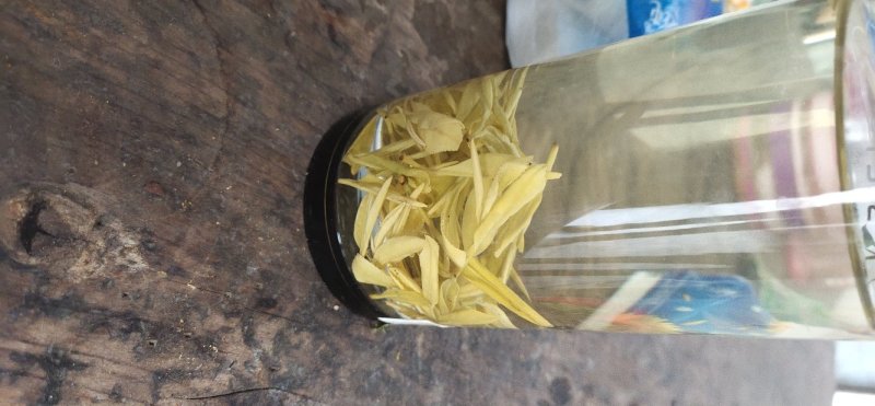 黄金芽，白茶，绿茶