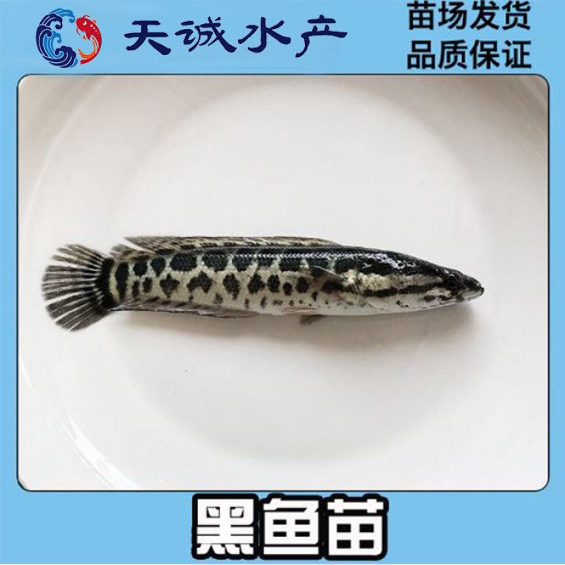 广东优质杂交快大生鱼苗杂交黑鱼苗杂交乌鳢鱼苗财鱼苗
