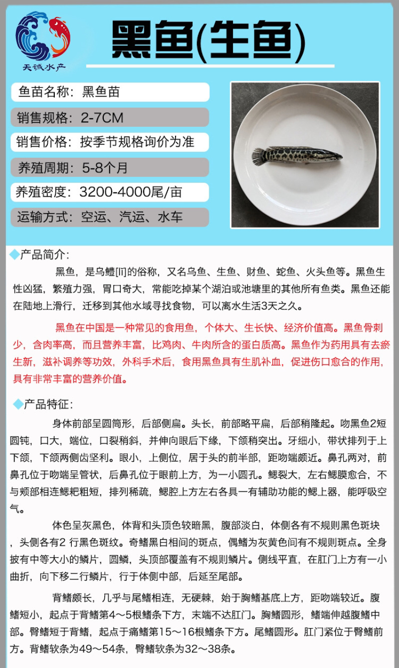 广东优质杂交快大生鱼苗杂交黑鱼苗杂交乌鳢鱼苗财鱼苗
