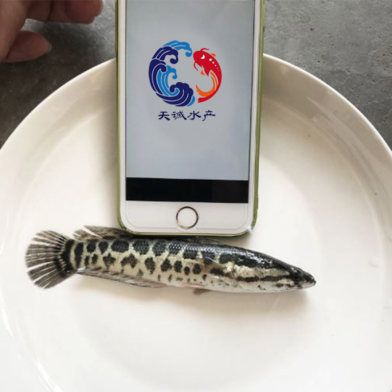 广东优质杂交快大生鱼苗杂交黑鱼苗杂交乌鳢鱼苗财鱼苗
