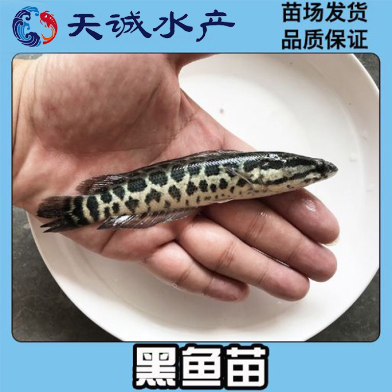 广东优质杂交快大生鱼苗杂交黑鱼苗杂交乌鳢鱼苗财鱼苗