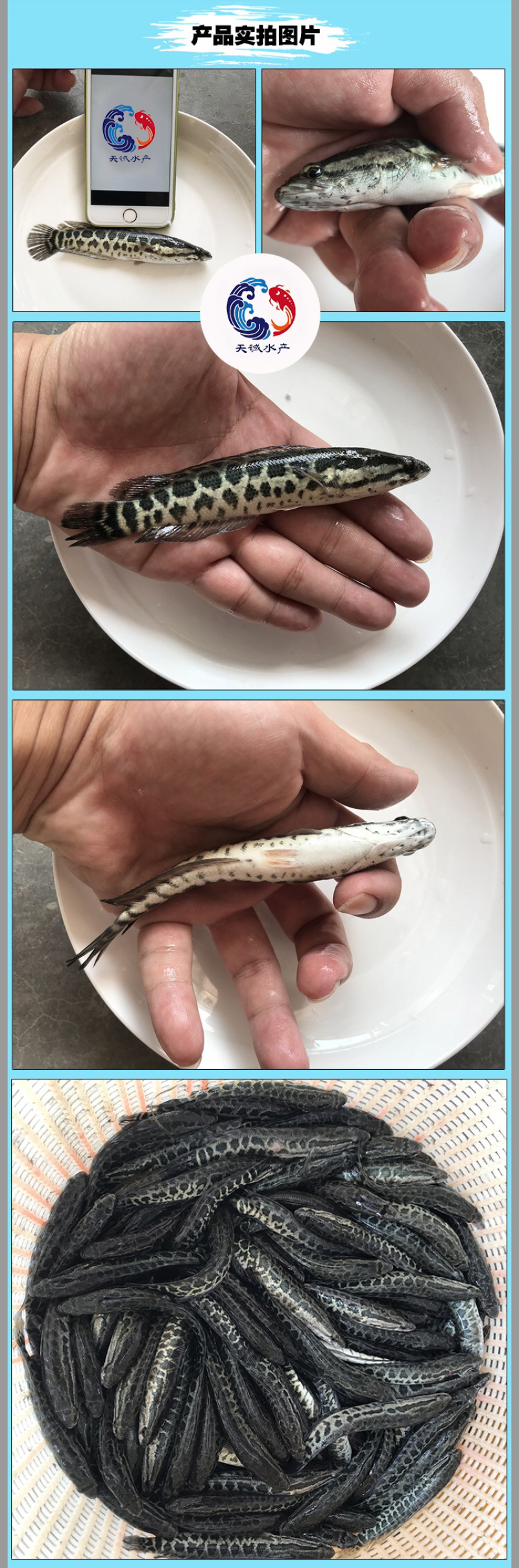 广东优质杂交快大生鱼苗杂交黑鱼苗杂交乌鳢鱼苗财鱼苗
