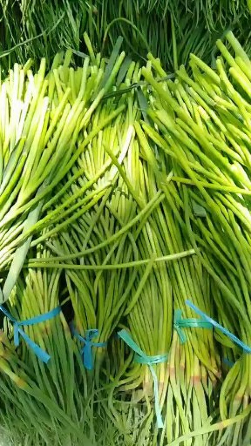 山东蒜苔