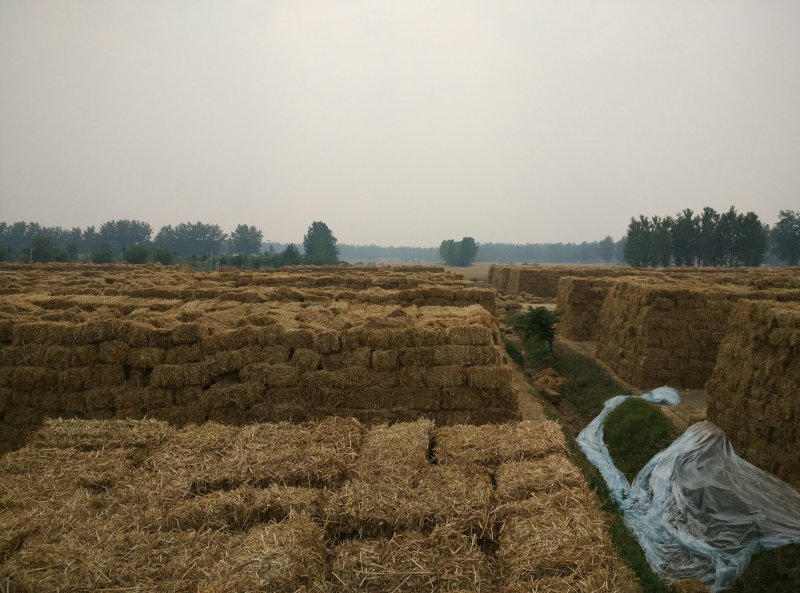 优质小麦秸秆诚信合作大量供应