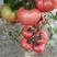 粉亚特高硬度粉果西红柿种子番茄种子大果型番茄品种