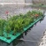 永信水生植物人工浮岛保质保量厂家直销无中间商