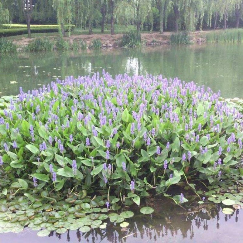 永信水生植物人工浮岛保质保量厂家直销无中间商