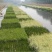 永信水生植物人工浮岛保质保量厂家直销无中间商