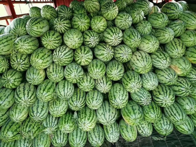 西农八号丰抗八八长花瓜，万亩基地，质量可靠，欢迎采购