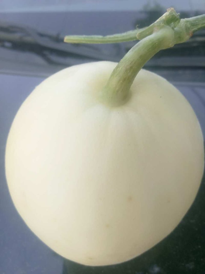 甜瓜白莎蜜甜瓜1斤以上，口感甜脆，一手货源，随到随收