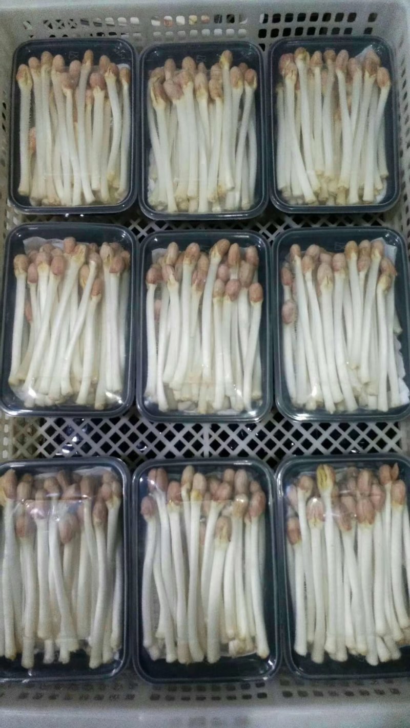 花生芽包装，山东高品质基地直发
