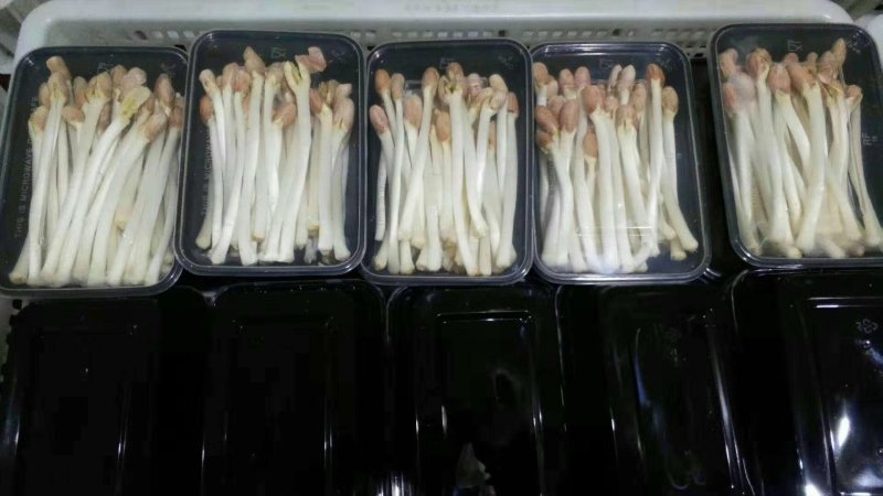 花生芽包装，山东高品质基地直发