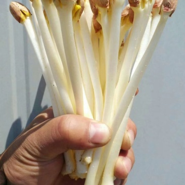 花生芽包装，山东高品质基地直发