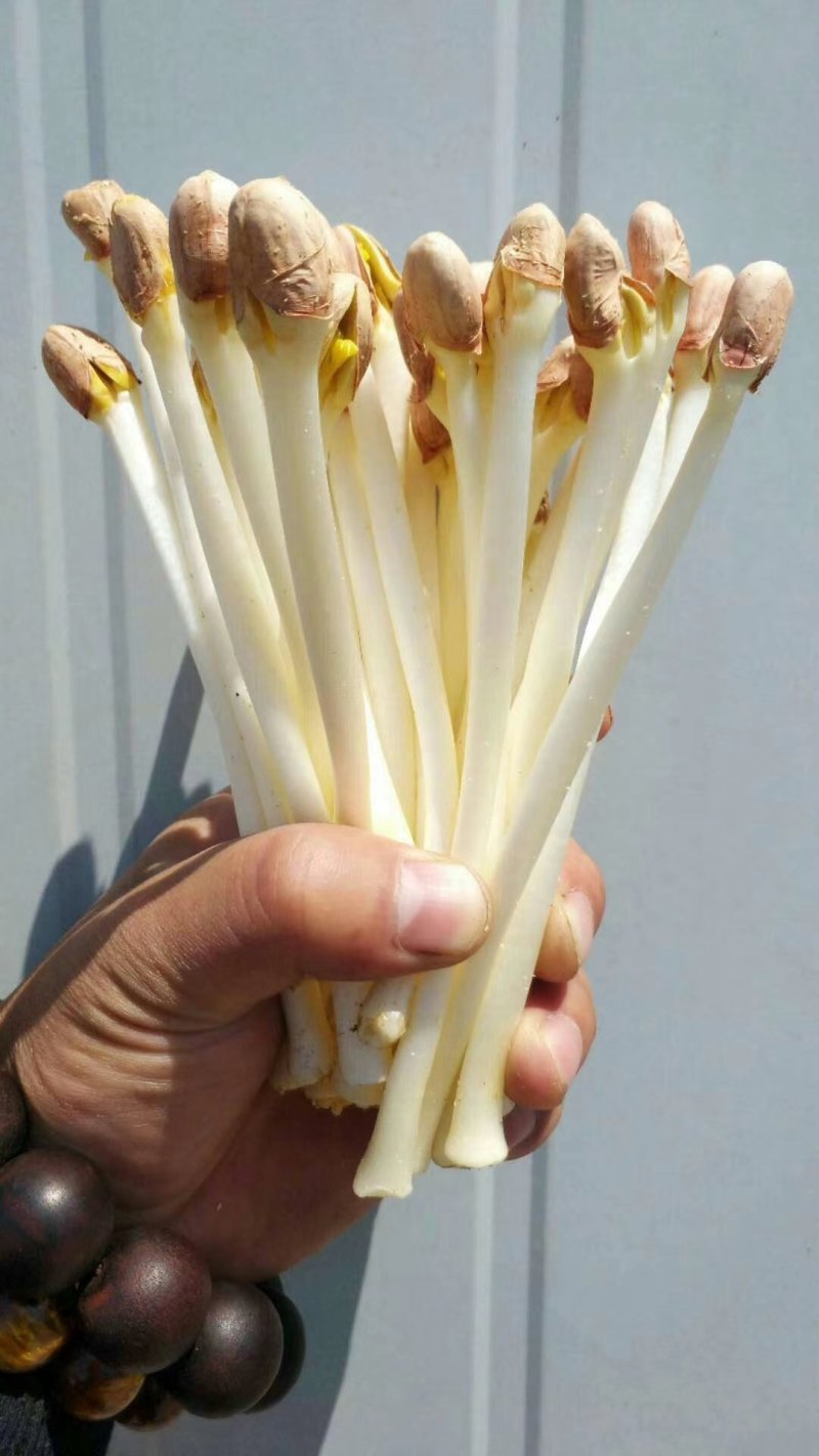 花生芽包装，山东高品质基地直发