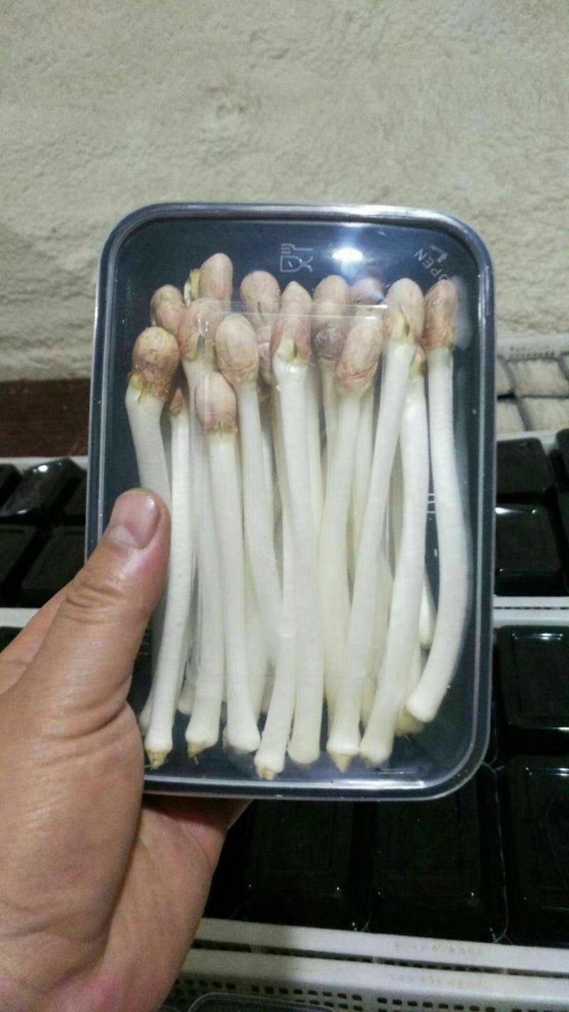 花生芽包装，山东高品质基地直发