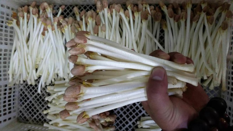 花生芽包装，山东高品质基地直发