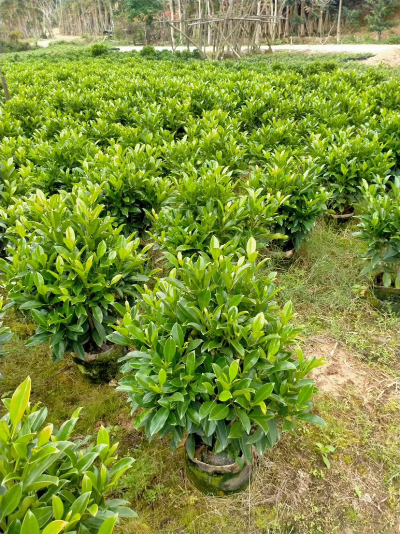 非洲茉莉