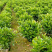 非洲茉莉