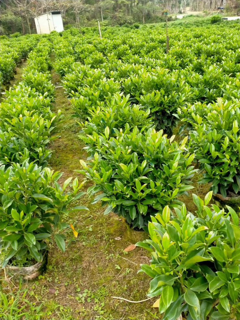 非洲茉莉